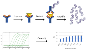 2018 Iqelisa Principle The Raybio Immuno Quantitative Elisa Iqelisa Kits Are An Innovative Assay Platform That Combines T Cell Biology Real Time Sensitive
