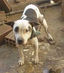 ONLINE PEDIGREES :: [222512] :: TRIPLE M PEROLA NEGRA