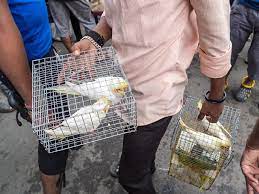Maybe you would like to learn more about one of these? Galiff Street Pet Market Kolkata Photo Essay By Soumya Shankar Ghosal 121clicks Com