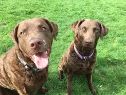 Willing to travel a few hours if needed. Farben Chesapeake Bay Retriever