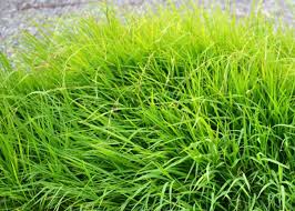 Image result for Aristida stipoides