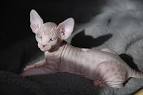 AVAILABLE KITTENS - Sphynx Kittens For Sale