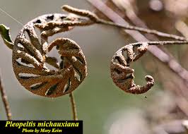 Image result for Pleopeltis