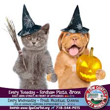 Find low cost pet vet on topsearch.co. Every Tuesday The Low Cost Vet Mobile Is In The Bronx At Fordham Plaza E189 St 3rd Ave In Front Of Applebees Near The B D 4 Trains Pets Buddy