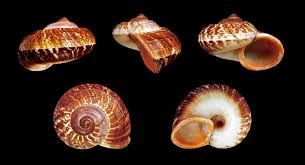 Image result for Cyclosorus molundensis