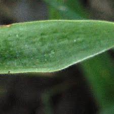 Image result for Cyanotis foecunda