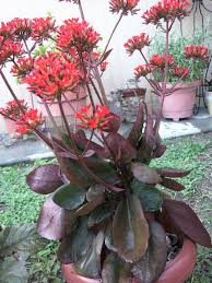 Kalanchoe Suculentas Plantas Jardines
