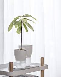 Maybe you would like to learn more about one of these? Growing And Repotting Avocado Tree My Full House Com Avocado Plant Interior Design Plants Avocado Tree
