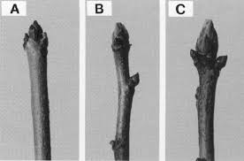 The large portion of bark of the main trunk completely fell off two years ago, leaving a denuded area about 1 1/2 inches. Morphological Changes In Chinese Pistache Cuttings From 18 Mar Through Download Scientific Diagram