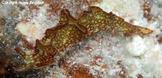 Image result for Landolphia rufescens