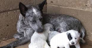 Black And White Cattle Dog Australian Stumpy Tail Cattle Dog 17 Austrailian Cattle Dog Cattle Dogs Rule Heeler Puppies
