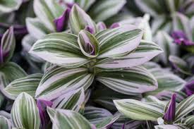 We did not find results for: Tips On Tradescantia Nanouk Growing And Care