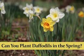 Can you dig up and replant daffodils every year? Can You Plant Daffodils In The Spring Green Thumb Central