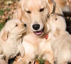 Mother And Her Puppies Cute Puppies Photo 31467086 Fanpop Retriever Puppy Beautiful Dogs Golden Retriever
