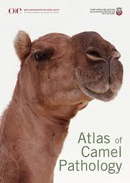 The most popular venues include al al marmoom heritage village festival annually draws thousands of tourists from across the uae, oman. Camel Middle East Network Camenet Oie Bulletin