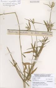 Image result for Pandiaka