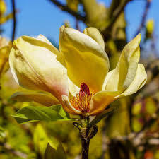 Image result for magnolie sunsation