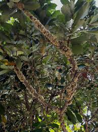 Image result for Synsepalum revolutum