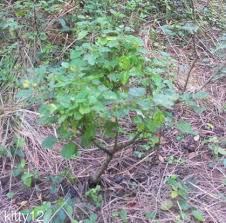 Image result for Triumfetta tenuipedunculata