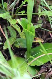 Image result for Diclis tenella