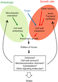 What is the process which causes guard cells to become turgid? The Mechanics Behind Plant Development Hamant 2010 New Phytologist Wiley Online Library