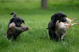 Customized lab training for hunting and obedience. Royalty British Kennels