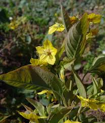 Image result for Lysimachia ruhmeriana