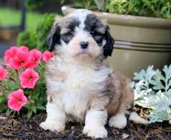 They love to chase after balls, play with squeaky toys or drag stuffed animals around the house with them. Shihpoo Puppies For Sale Puppy Adoption Keystone Puppies