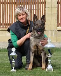 Check spelling or type a new query. Jinopo Cz Czech Slovak Ddr East German K9 Working Dogs