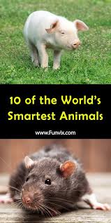 10 Of The World S Smartest Animals In 2020 Animals Petsmart Smart