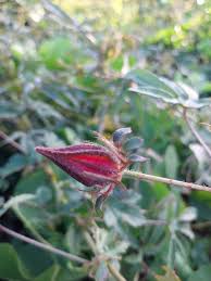 Image result for Hibiscus surattensis