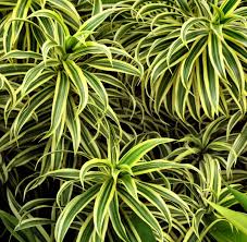 10 tips to fix plant with yellow or brown leaves | leaf chlorosis. Green Yellow Foliage1 Free Stock Photos Rgbstock Free Stock Images Tacluda March 21 2014 4