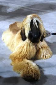 Trova la foto stock perfetta di cane con orecchie e capelli lunghi. Oltre 4 000 Cani A Milano Per La 48 Esposizione Internazionale Canina Radiobau