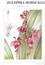 Image result for Eulophia horsfallii