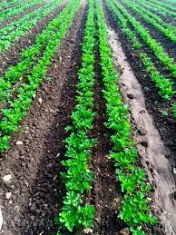 Here are some more moving pictures for the update. Crop Field Notes Live Earth Farm