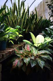 You will receive a seasonal selection of nutrient dense leafy greens, lettuces and herbs. The Plant Place Inc Plantplace Dfw Twitter