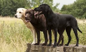 Simpson's labrador retriever's is a professional, licensed kennel located in red bud, illinois. 8 Surprising Facts About Labrador Retrievers
