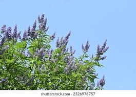 Image result for Vitex thyrsiflora