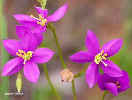 Image result for Chironia