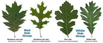Image result for white oak leaf