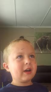 We had this beautiful guy come to play with the kids toys