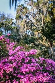 We pulled onto a side street and despite the humid, hot temps, we hopped out of our air. 100 Springtime In Savannah Ideas Historic Savannah Savannah Chat Garden Tours