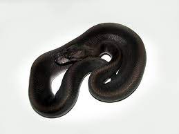 Super Black Pastel Morph List World Of Ball Pythons Ball Python Ball Python Morphs Python