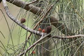 Image result for Casuarina verticillata