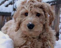 Goldendoodle puppies are ideal for families, especially with children. Goldendoodle Puppies For Sale In Minnesota Mn Breeders Goldendoodles Goldendoodle Puppy Goldendoodle Puppy For Sale Goldendoodle Breeders