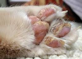 Immune mediated or autoimmune skin diseases other than pemphigus foliaceus are uncommon to rare in the cat. Natural Autoimmune Treatments For Pets Stomatitis Pillow Paw More