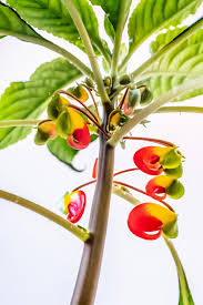 Image result for Impatiens niamniamensis