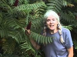 Maybe you would like to learn more about one of these? Edible Plants Sumac Youtube