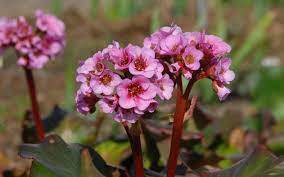Its big (up to 10 inches long and 8 inches across) leaves are effective at choking out weeds. Bergenia Hybride Herbstblute Bergenie
