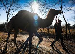 But they just drink enough to restore the. The Super Hectic Life Of A Pennsylvania Camel